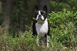 BOSTON TERRIER 173